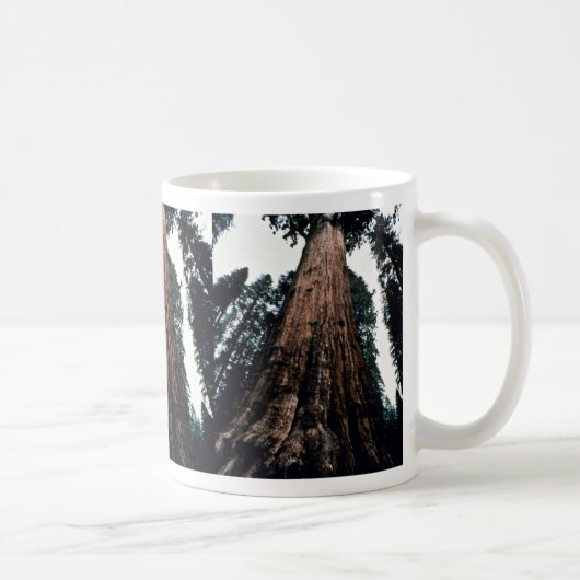 Riesige Bäume - Mammutbaum-Nationalpark Kaffeetasse (Rechts)