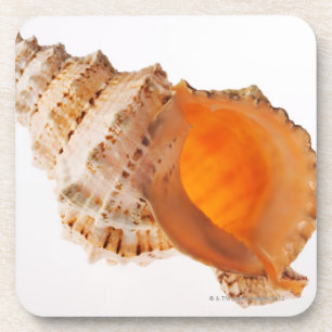 Riesige Frosch-Muschel (Tutufa Bubo) gegen Weiß Untersetzer