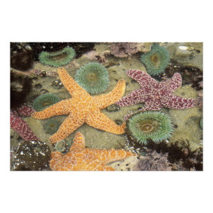 Riesige grüne Anemonen und ockergelbe Seesterne Fotodruck