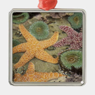 Riesige grüne Anemonen und ockergelbe Seesterne Silbernes Ornament