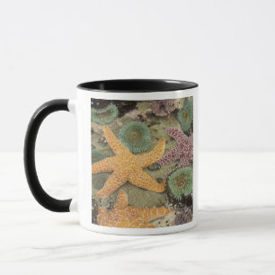 Riesige grüne Anemonen und ockergelbe Seesterne Tasse