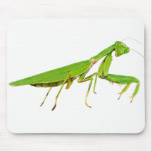 Riesige grüne betender Mantis-Mausunterlage