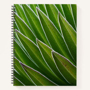 Riesige Lobelie (Lobelia telekii)   Kenia, Afrika Notizbuch
