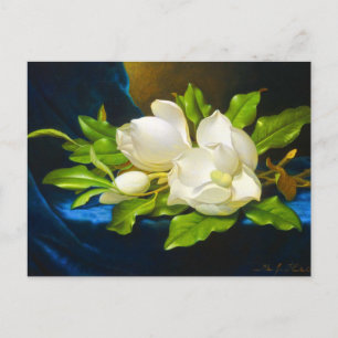 Riesige Magnolien auf einer blauen Samtleinwand Postkarte