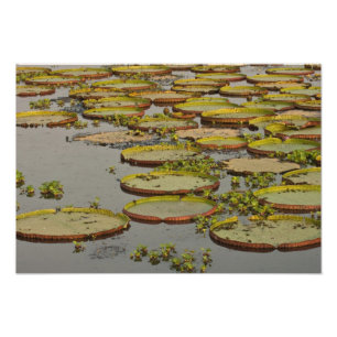 Riesige oder Victoria-Seerosen Victoria amazonica, Fotodruck
