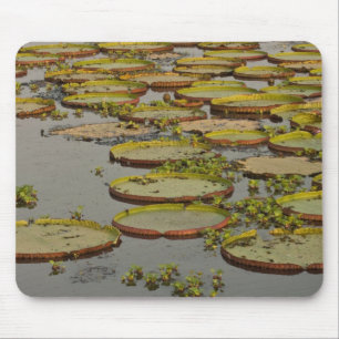 Riesige oder Victoria-Seerosen Victoria amazonica, Mousepad