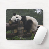 Riesige Pandas im Schutzgebiet für Große Pandas Mousepad (Mit Mouse)