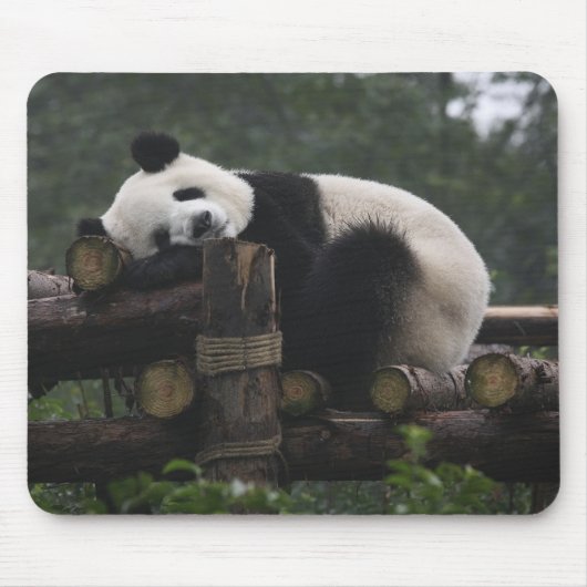Riesige Pandas im Schutzgebiet für Große Pandas Mousepad (Vorne)