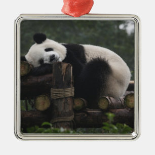 Riesige Pandas im Schutzgebiet für Große Pandas Ornament Aus Metall