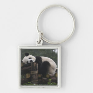 Riesige Pandas im Schutzgebiet für Große Pandas Schlüsselanhänger