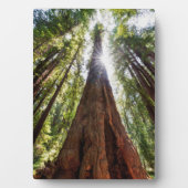 Riesige Redwoods Fotoplatte (Vorderseite)