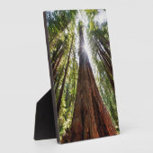 Riesige Redwoods Fotoplatte (Seite)