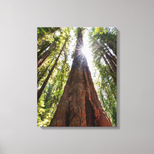 Riesige Redwoods Leinwanddruck