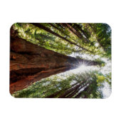 Riesige Redwoods Magnet (Horizontal)