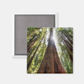 Riesige Redwoods Magnet (Vorderseite/Rückseite)