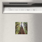 Riesige Redwoods Magnet (In Situ (Geschirrspüler))
