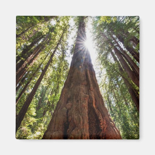 Riesige Redwoods Magnet (Vorne)
