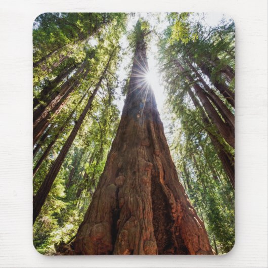 Riesige Redwoods Mousepad (Vorne)