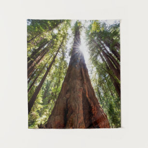 Riesige Redwoods Wandteppich