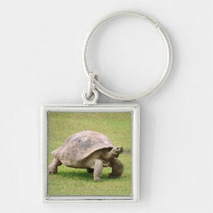 Riesige Schildkröte, die auf Gras geht Schlüsselanhänger