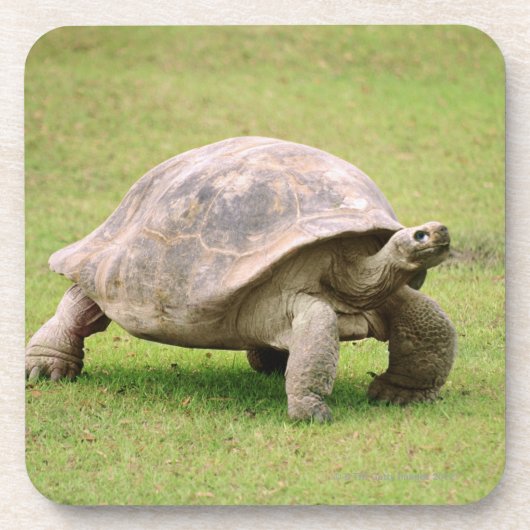 Riesige Schildkröte, die auf Gras geht Untersetzer (Vorderseite)