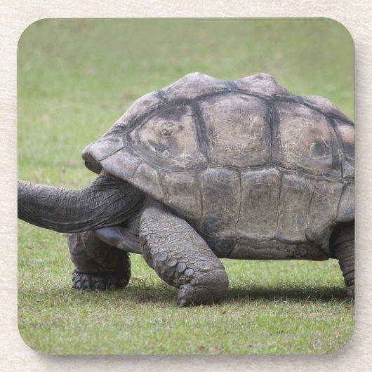 Riesige Schildkröte im Gras Untersetzer (Vorderseite)