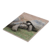 riesige Schildkröten Fliese (Seite)