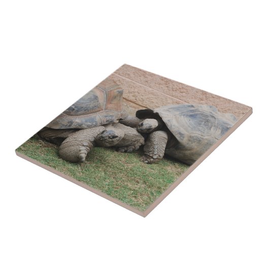 riesige Schildkröten Fliese (Seite)