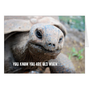 Riesige Schildkröten-Gedächtnis-Versehen