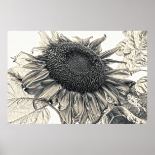 Riesige Sonnenblumen Sepia Vintage Sommerblumen Poster