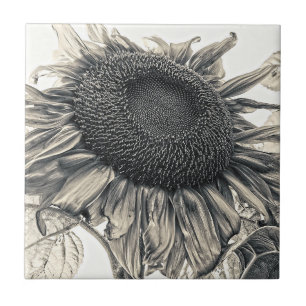 Riesige Sonnenblumen Vintage Antike Sepia Florale Fliese