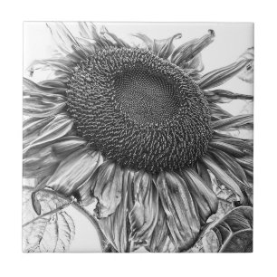 Riesige Sonnenblumen Vintage Schwarz-Weiß-Kunst Fliese