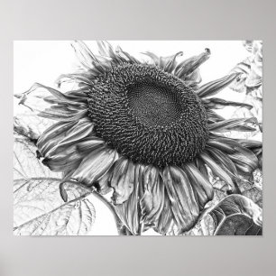 Riesige Sonnenblumen Vintage Schwarz-Weiß-Kunst Poster