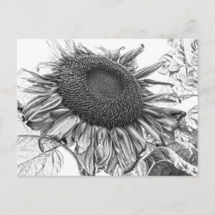 Riesige Sonnenblumen Vintage Schwarz-Weiß-Kunst Postkarte