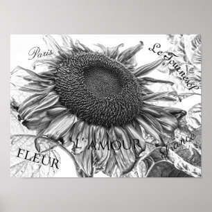 Riesige Sonnenblumen Vintage Schwarz-Weiß-Schrift Poster