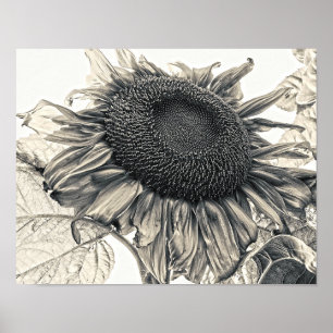 Riesige Sonnenblumen Vintage Sepia Botanische Kuns Poster