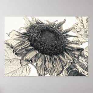 Riesige Sonnenblumen Vintage Sepia Botanische Kuns Poster