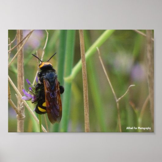 Riesige Wespe auf Stiel Poster (Vorne)