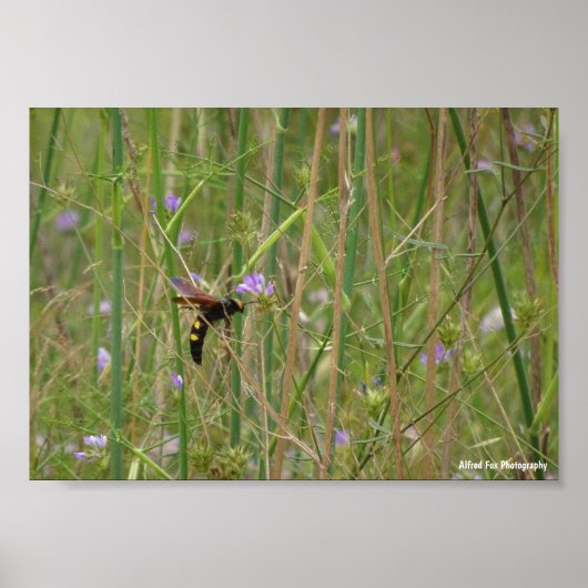 Riesige Wespe im Flug Poster (Vorne)