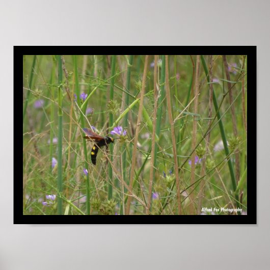 Riesige Wespe im Flug Poster (Vorne)