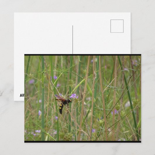 Riesige Wespe im Flug Postkarte (Vorne/Hinten)