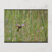 Riesige Wespe im Flug Postkarte (Vorderseite)