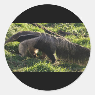 Riesiger Anteater-Aufkleber Runder Aufkleber
