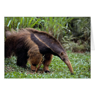 Riesiger Anteater (Myrmecophaga tridactyla)
