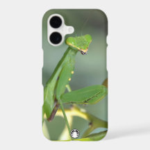 Riesiger asiatischer Mantis