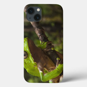 Riesiger Blattfrosch Phyllomedusa zweifarbig) Case-Mate iPhone Hülle