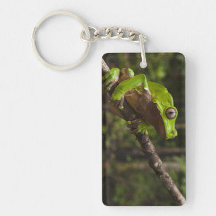 Riesiger Blattfrosch Phyllomedusa zweifarbig) Schlüsselanhänger