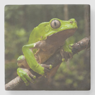 Riesiger Blattfrosch Phyllomedusa zweifarbig) Steinuntersetzer