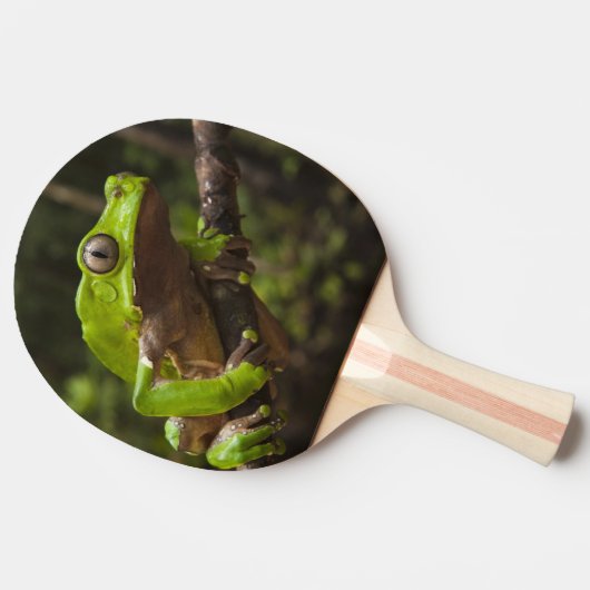 Riesiger Blattfrosch Phyllomedusa zweifarbig) Tischtennis Schläger (Seitenansicht)