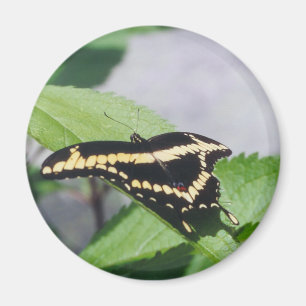 Riesiger Frackschmetterling - Magnet